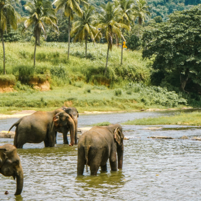 Kandy
